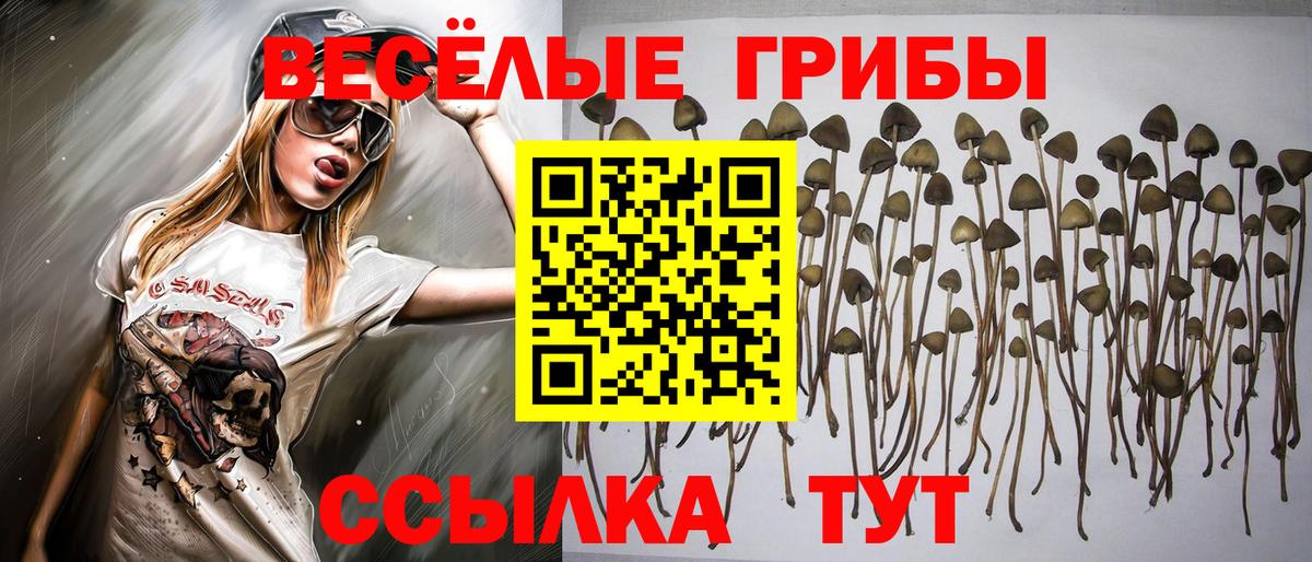 Псилоцибиновые грибы Psilocybe Грозный